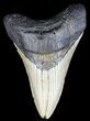 Very Thick, Megalodon Tooth - North Carolina #54765-1